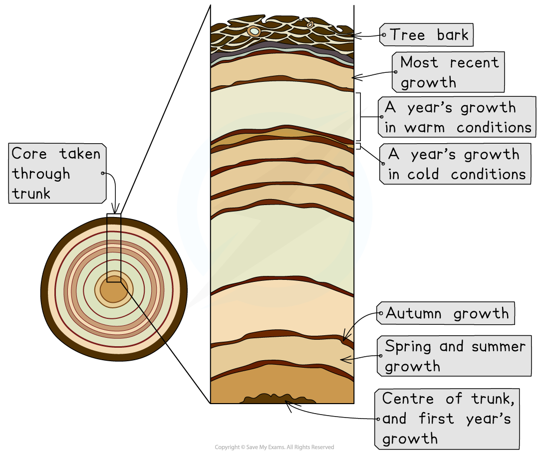 Diagram of tree trunk cross-section showing growth rings. Labels highlight tree bark, recent growth, seasonal growth, and core from the trunk's centre.