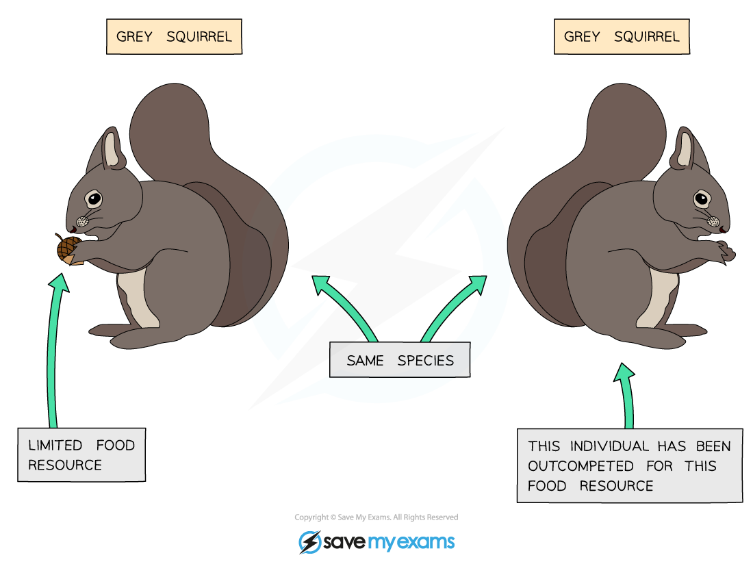 Two grey squirrels face forward. The left squirrel holds an acorn with "limited food resource" noted, while the right is labelled as outcompeted.