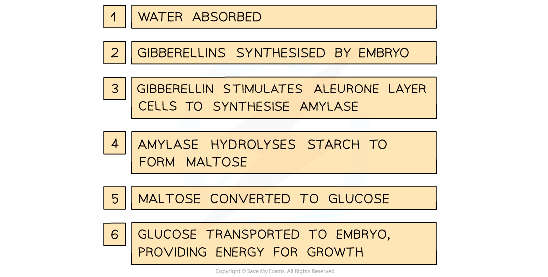 Diagram illustrating seed germination steps: water absorbed, gibberellins synthesised, amylase production, starch to maltose, maltose to glucose, energy for growth.