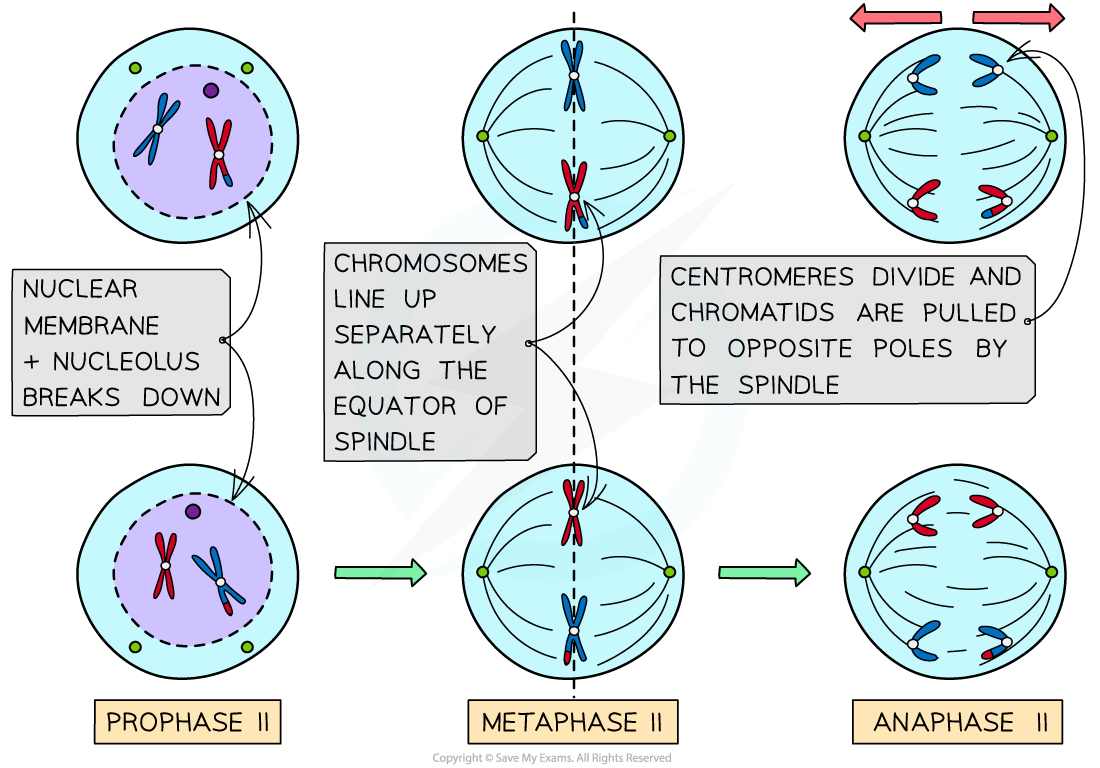 Diagram of meiosis stages, showing Prophase II, Metaphase II, and Anaphase II with chromosomes lining up and separating, with explanatory text.