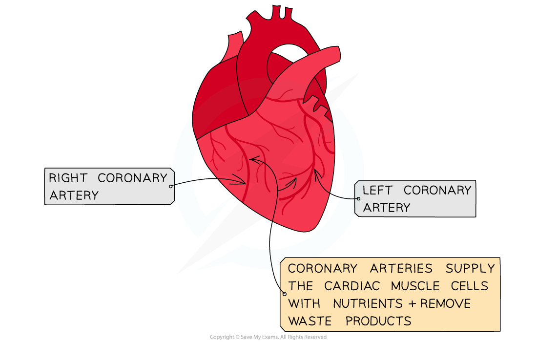 Diagram of a heart highlighting the right and left coronary arteries. Text explains coronary arteries supply nutrients and remove waste.
