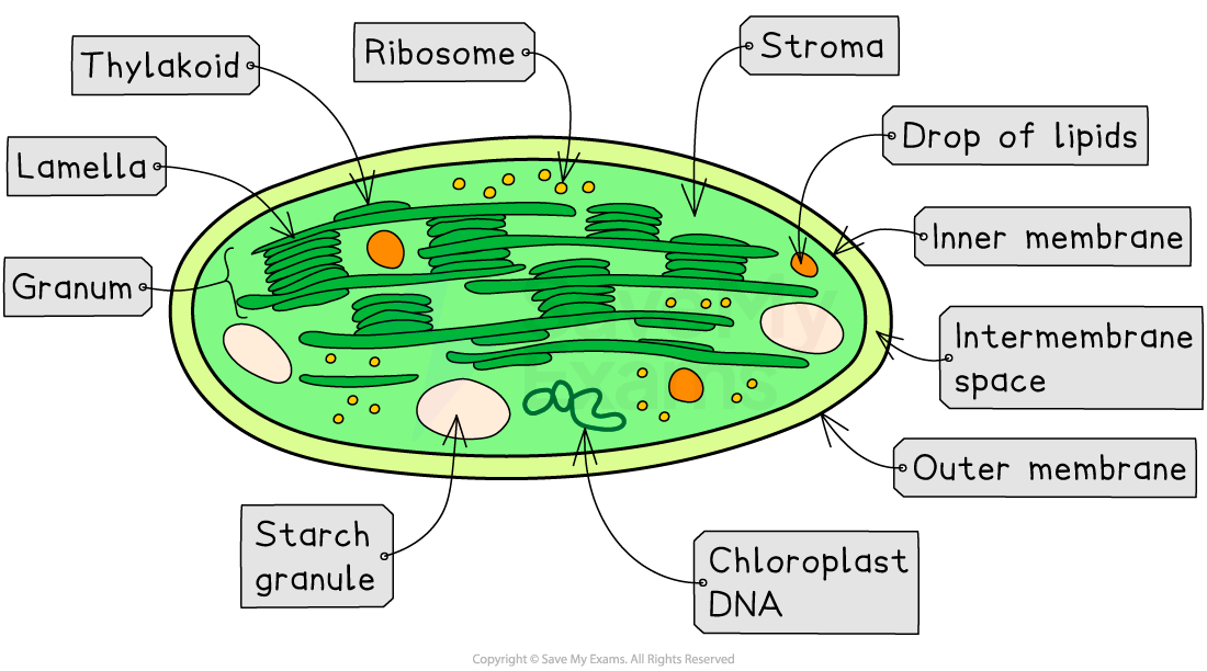 Diagram of a chloroplast showing structures like thylakoid, granum, stroma, ribosome, chloroplast DNA, membranes, starch granule, and lipids.