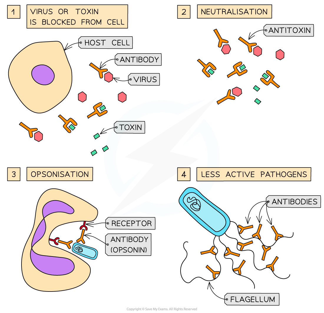 Diagram illustrating antibody actions: blocking toxins from cells, neutralisation, opsonisation binding, and antibodies reducing pathogen activity.