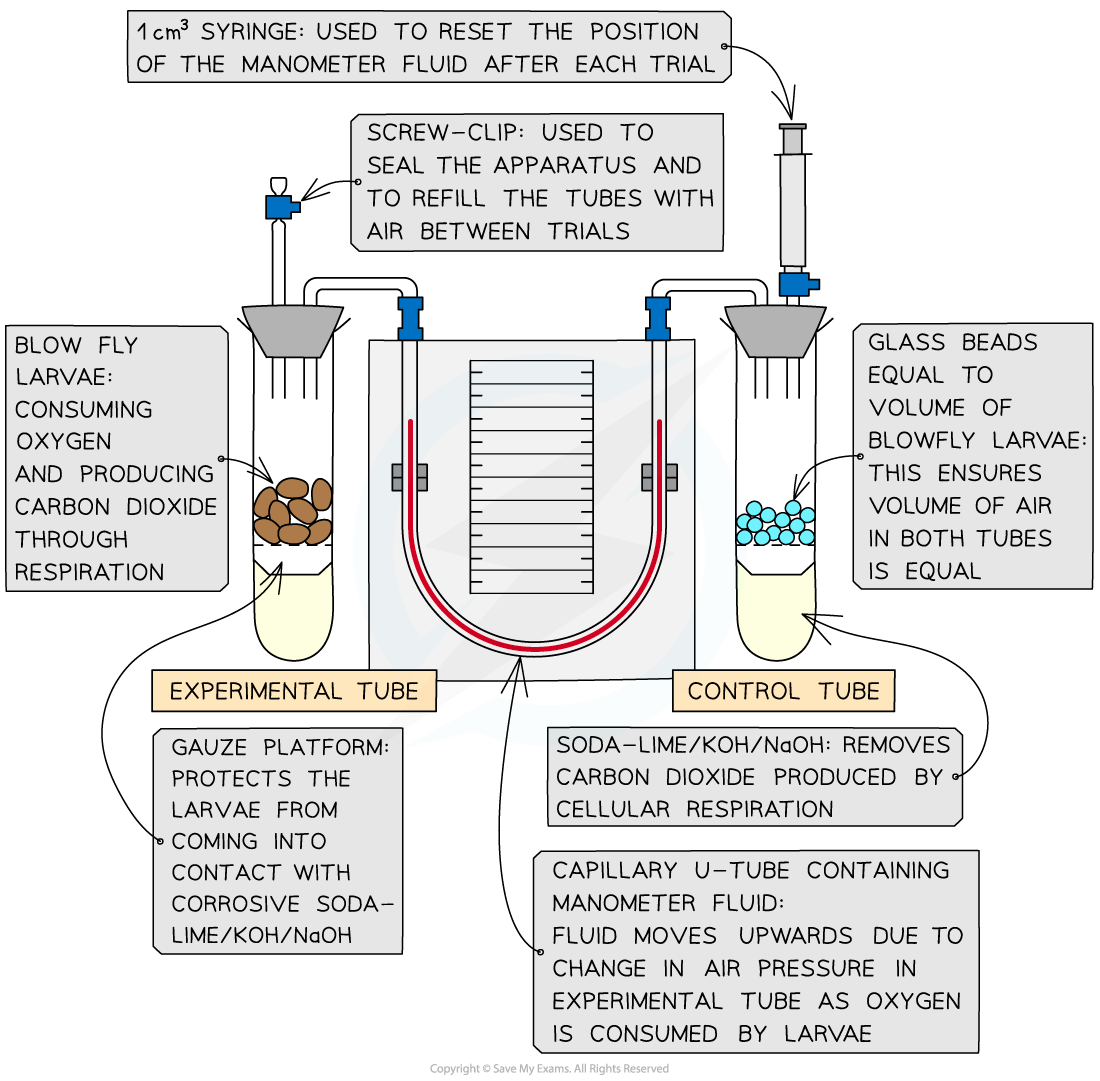 Diagram showing respirometer with experimental and control tubes. Experimental tube has blowfly larvae; control tube has glass beads. Manometer measures pressure.
