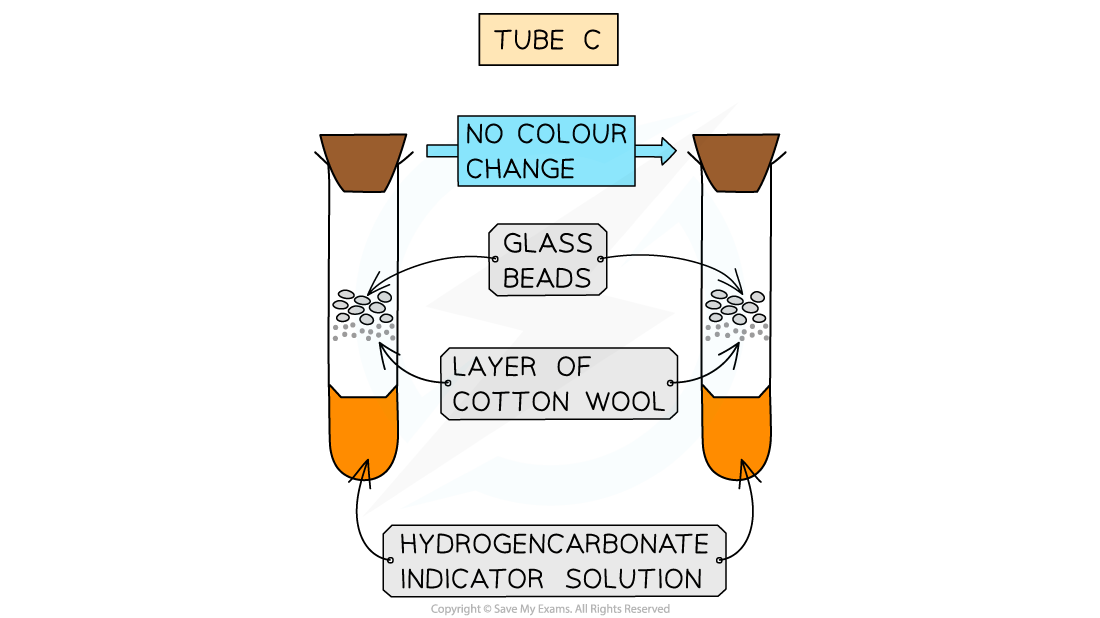 Diagram of Tube C showing layers of glass beads and cotton wool within test tubes. No colour change in hydrogencarbonate indicator solution.