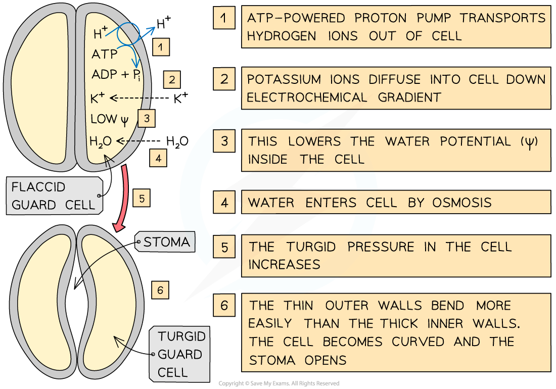 Diagram of guard cell function; ATP proton pump expels H⁺, K⁺ enters lowering water potential, water enters by osmosis, cell becomes turgid, stoma opens.