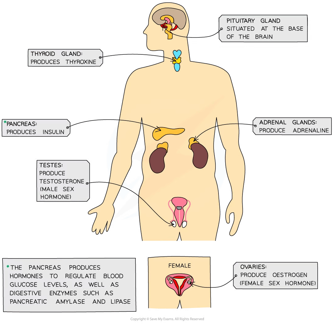 Diagram of human endocrine system highlighting pituitary, thyroid, adrenal glands, pancreas, testes, and ovaries, with hormone production details.