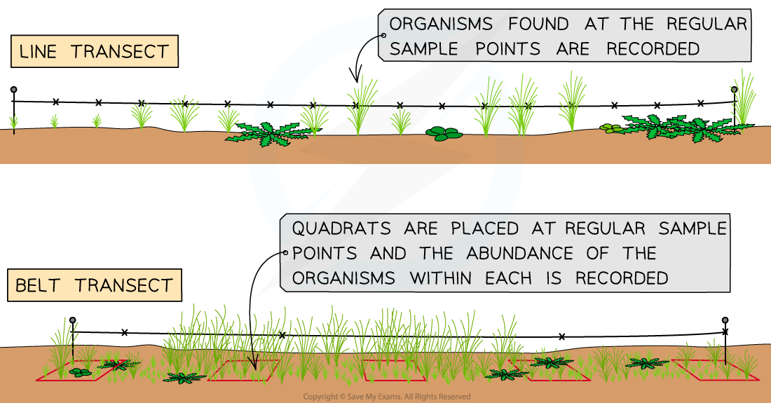 Diagram showing line transect and belt transect methods for recording organisms, with brief explanations of sampling and abundance recording.