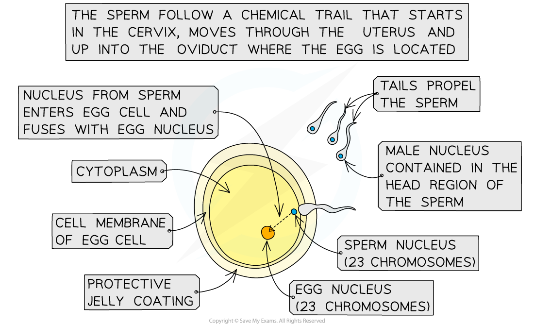 Diagram illustrating sperm fertilising an egg, with labels for the sperm nucleus, egg nucleus, cytoplasm, cell membrane, and protective jelly coating.