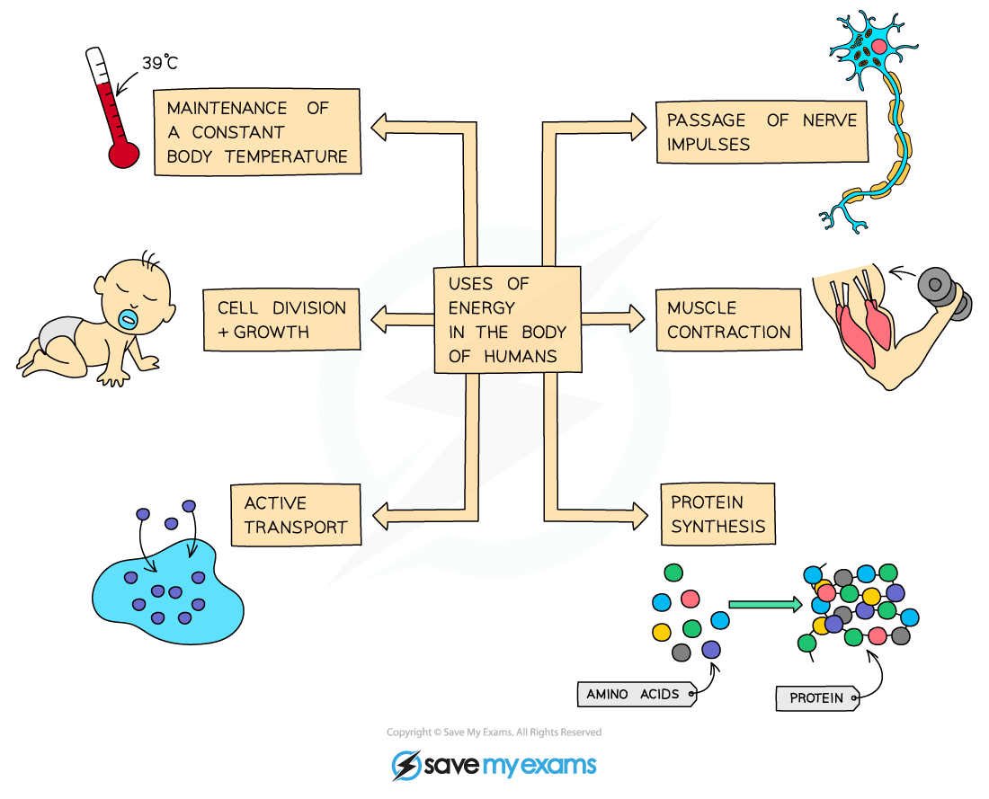 Diagram showing human energy uses: temperature maintenance, nerve impulses, muscle contraction, protein synthesis, active transport, cell growth.