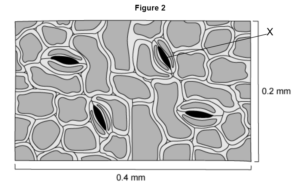 Diagram of a leaf surface showing stomata, with a labelled axis indicating area dimensions of 0.4 mm by 0.2 mm. Four stomata are visible.