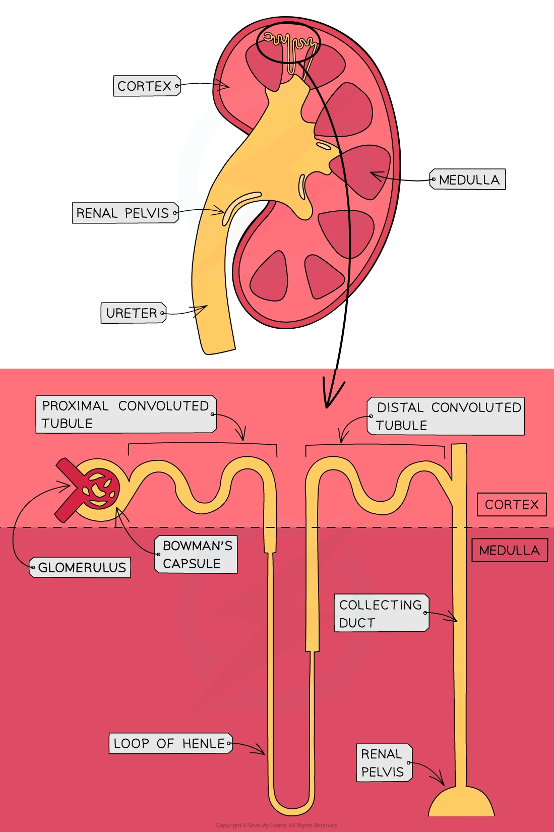 Diagram of a kidney and nephron labelled with structures like the cortex, medulla, ureter, renal pelvis, glomerulus, and Loop of Henle.