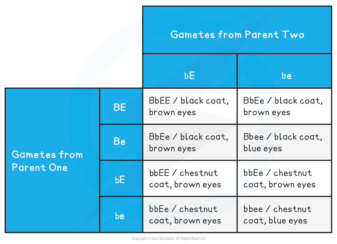 Punnett square showing genetic cross: Parent One gametes (BE, Be, bE, be) and Parent Two gametes (bE, be) for coat and eye colour traits.
