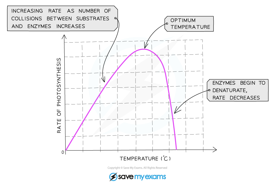 Graph showing the rate of photosynthesis against temperature. Rate increases with temperature, peaks at the optimum, then declines as enzymes denature.