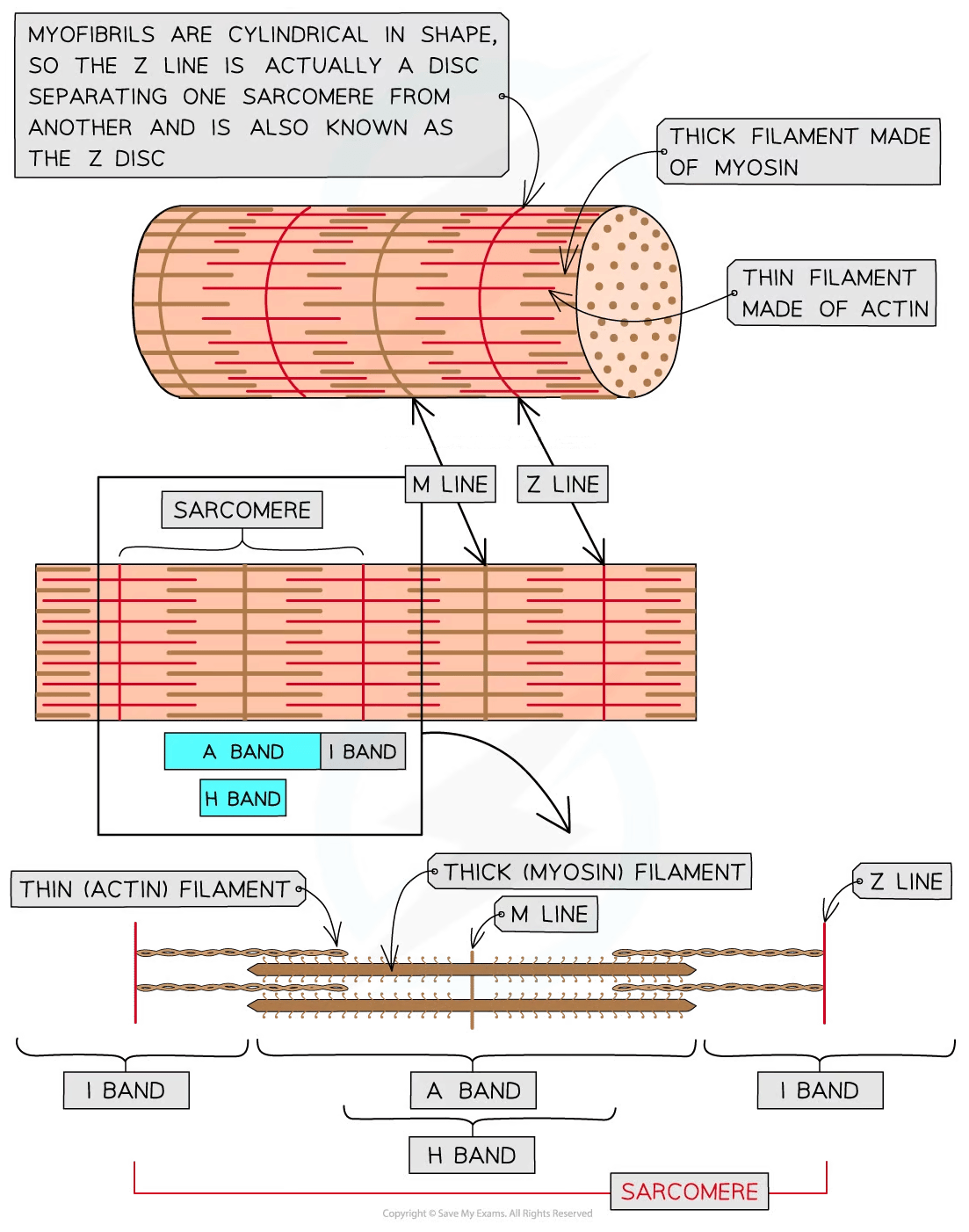 Diagram of a sarcomere showing myofibril structure with thick myosin filaments and thin actin filaments, including Z line, M line, A band, I band, and H band.