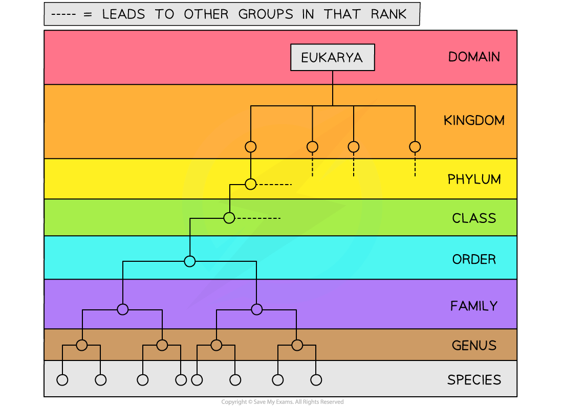 Coloured chart of biological classification from domain to species, showing a hierarchy tree with solid and dashed lines indicating relationships.