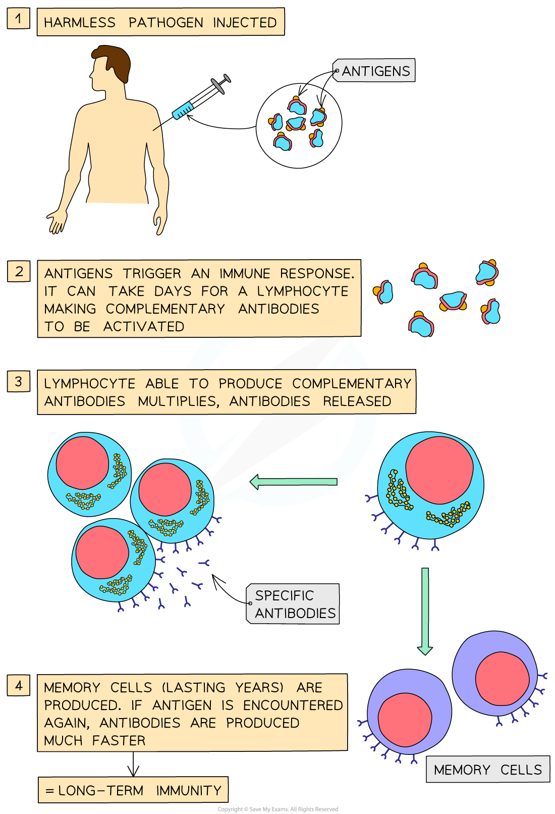 Diagram of how an immune response works: injection, antibody activation, lymphocyte multiplication, specific antibodies, memory cell creation.