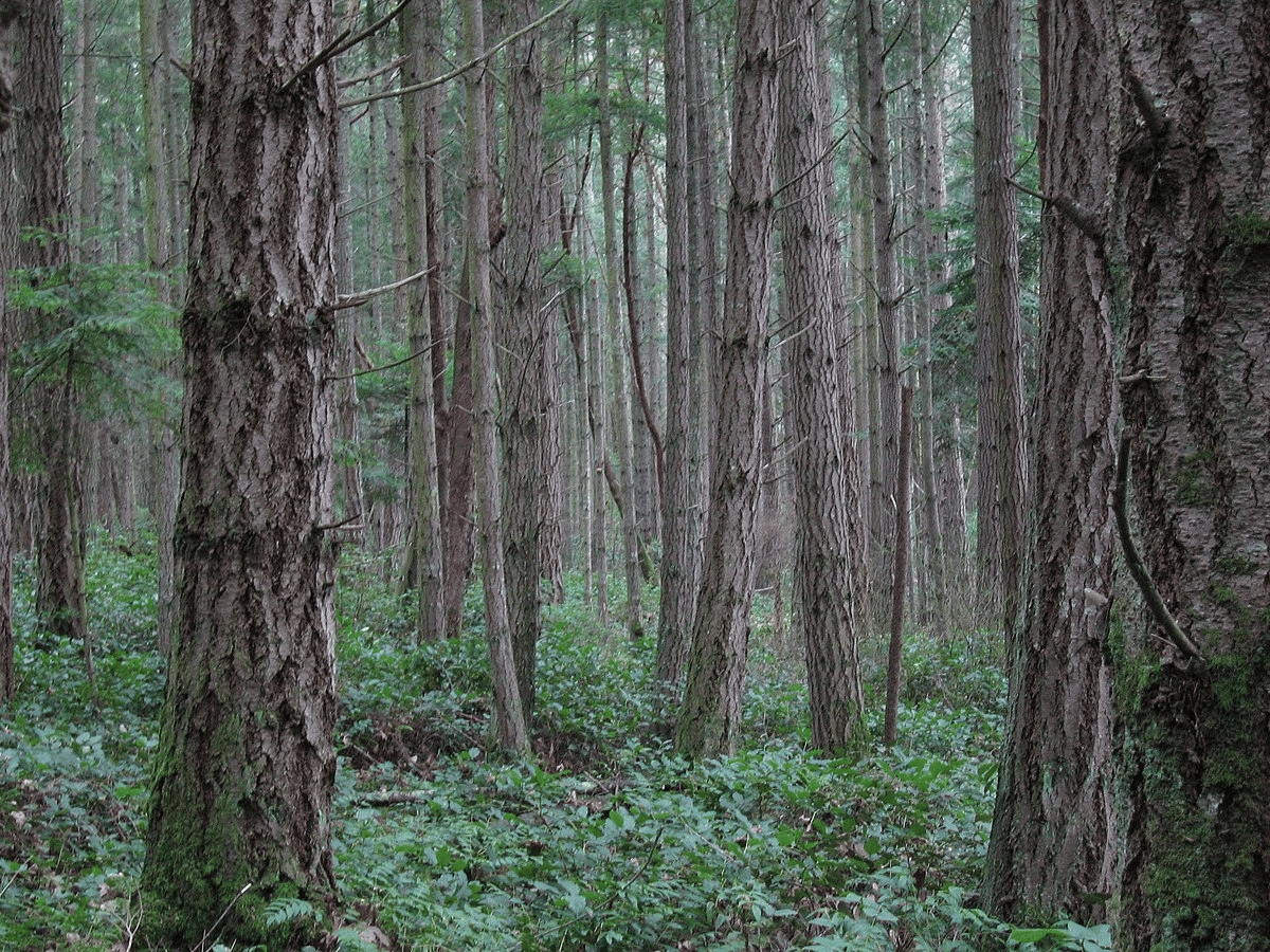Dense forest with tall, slender tree trunks and a lush green undergrowth. The scene gives a sense of depth, with light filtering through the trees.