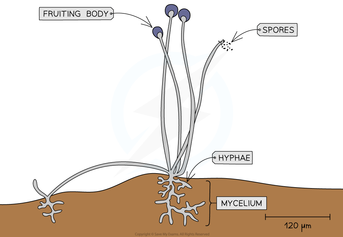 Diagram of a fungus showing labelled features: fruiting body, spores, hyphae, and mycelium. Scale bar indicates 120 micrometres.