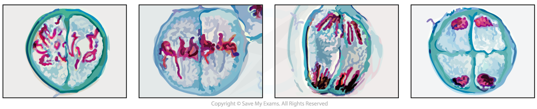 Four illustrated stages of cell division, showing chromosomes in vibrant red against a circular blue cell background.