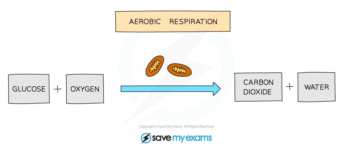 Diagram of aerobic respiration: glucose and oxygen converted into carbon dioxide and water, with mitochondria depicted in the process.
