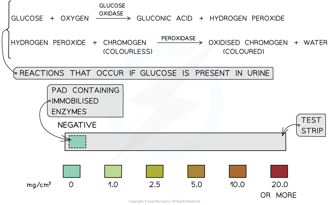 Flowchart showing glucose reactions in urine. Includes enzymes glucose oxidase and peroxidase, colour change on test strip indicating glucose levels.