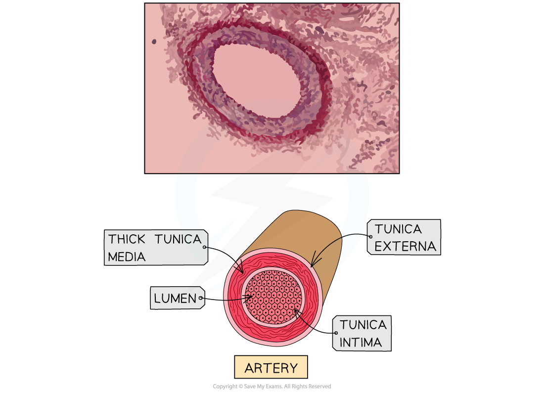 Diagram of an artery showing a cross-section with labelled layers: tunica externa, thick tunica media, tunica intima, and the lumen.