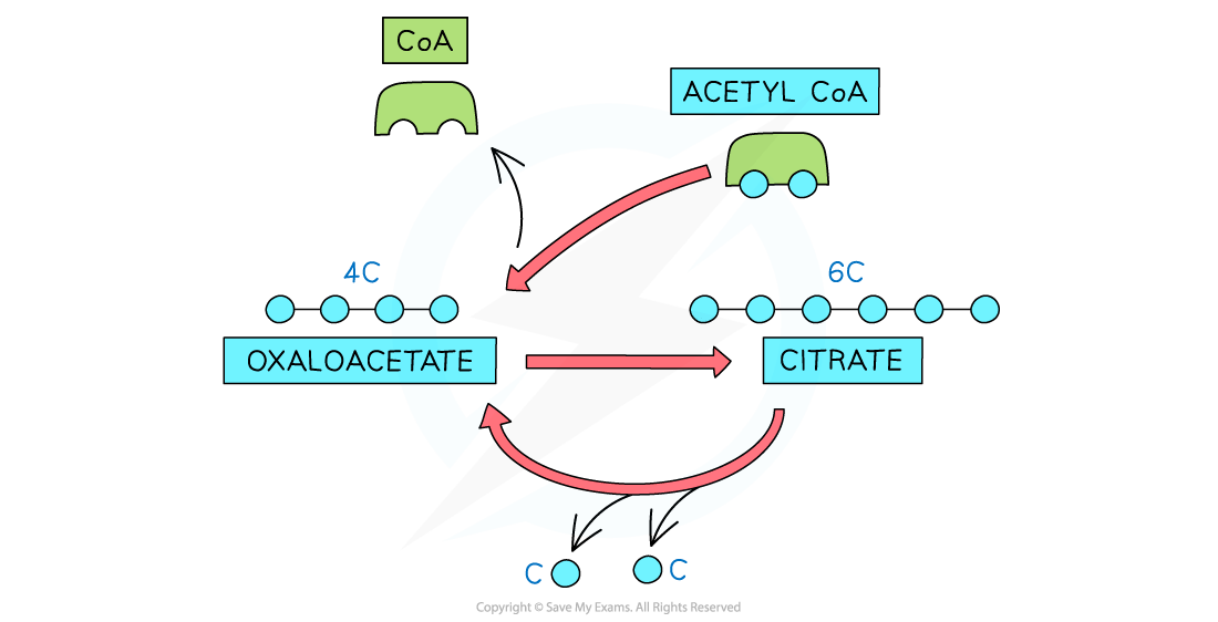 Diagram of the citric acid cycle showing the conversion of oxaloacetate and acetyl CoA into citrate, with carbon dioxide release.