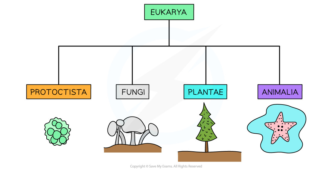 Diagram of the Eukarya domain, showing Protista, Fungi, Plantae, and Animalia kingdoms with symbols of a cell, mushrooms, tree, and starfish.