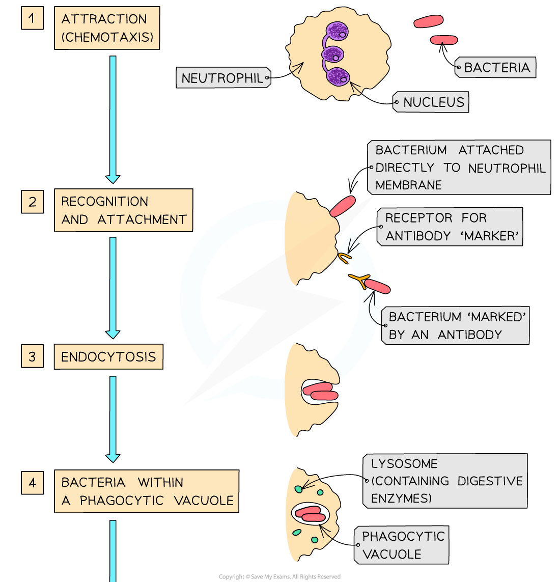 Diagram illustrating the four stages of phagocytosis: attraction, recognition, endocytosis, and bacteria within a phagocytic vacuole.