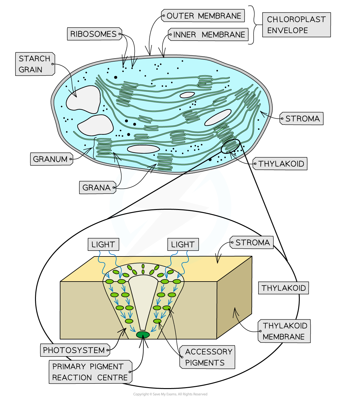 Diagram of chloroplast structure showing outer and inner membranes, stroma, grana, thylakoid, ribosomes, and photosystem with pigments.