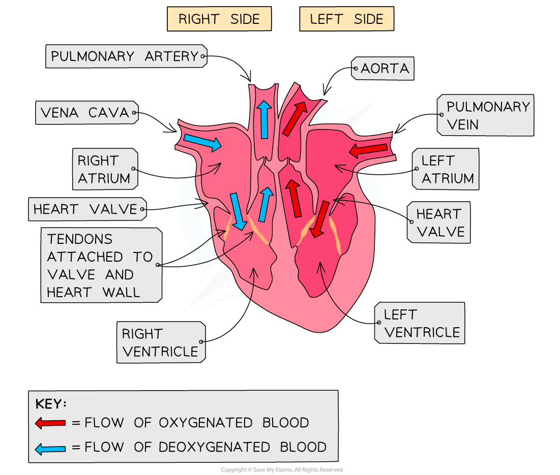Diagram of the human heart showing labelled parts and blood flow. Arrows indicate oxygenated and deoxygenated blood pathways; includes a key box.