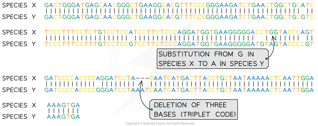 DNA sequence comparison between Species X and Y, showing a base substitution and a triplet code deletion, with annotations indicating mutations.