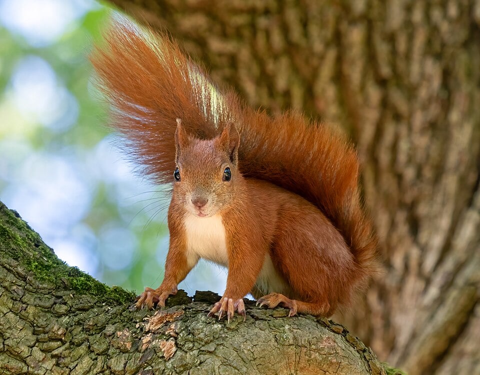 Red squirrel perched on a tree branch, bushy tail arched, with a blurred background of greenery and bark.