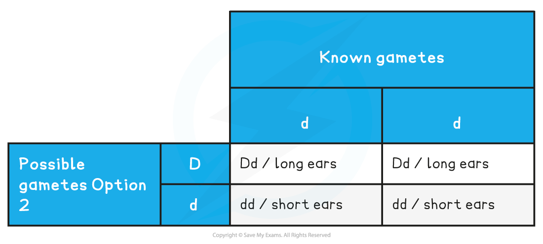 Punnett square diagram showing genetic outcomes for ear length: "Dd" for long ears and "dd" for short ears. Options include "D" and "d" gametes.
