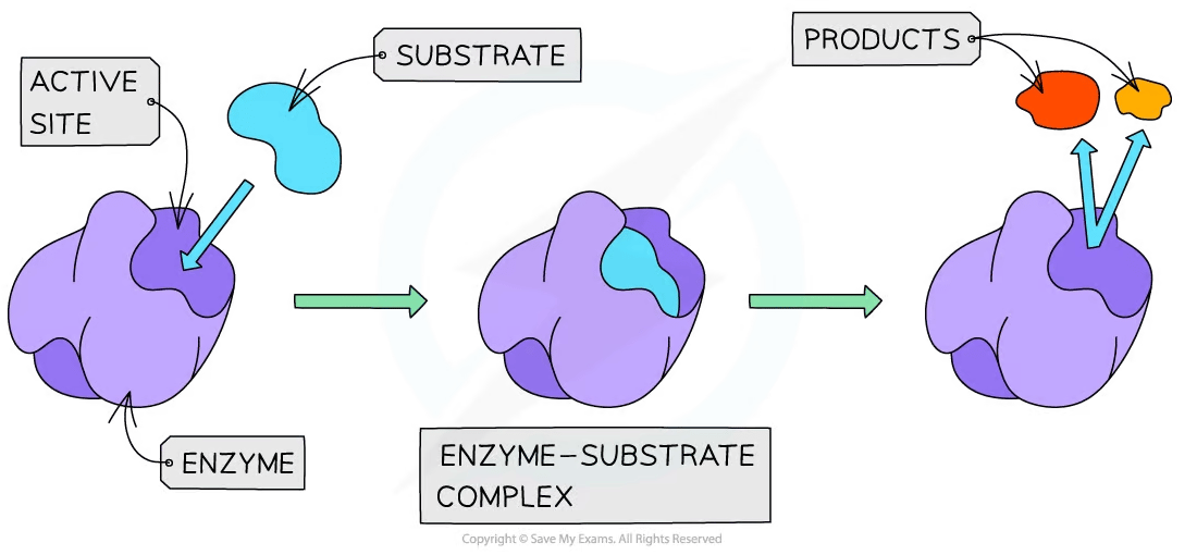 Diagram of enzyme action: substrate binds to enzyme's active site, forms enzyme-substrate complex, and releases products. Arrows indicate process flow.