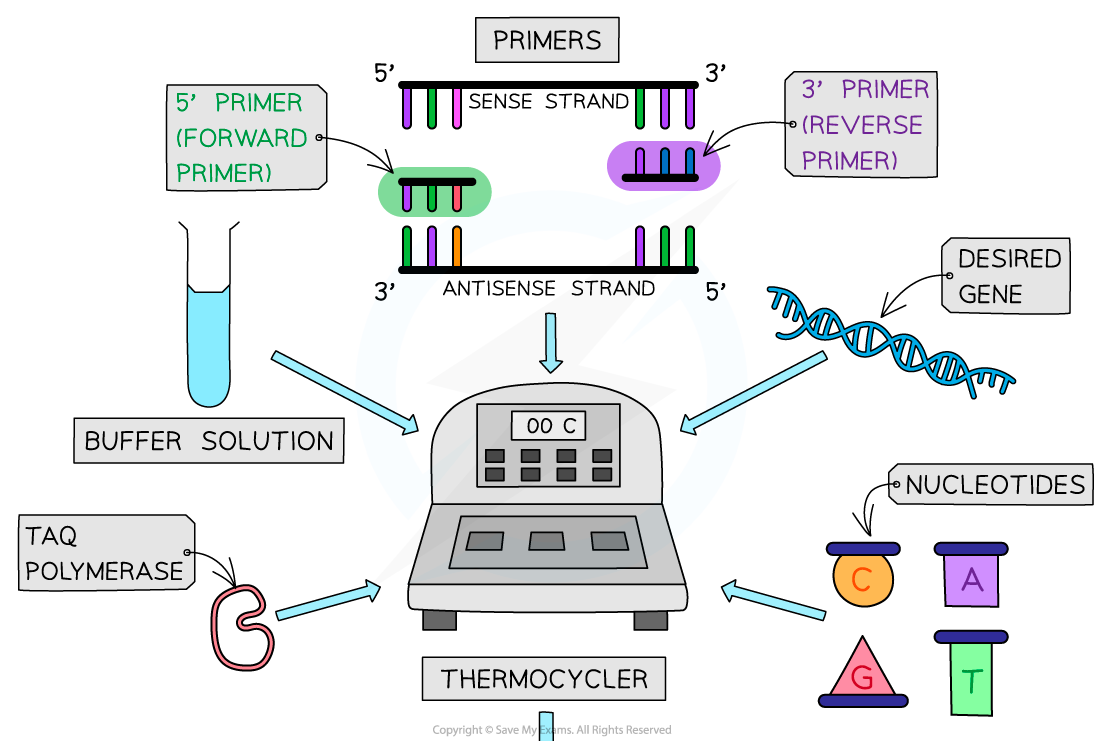 Diagram of a PCR process showing primers, buffer solution, Taq polymerase, nucleotides, and a thermocycler connected to a DNA strand.