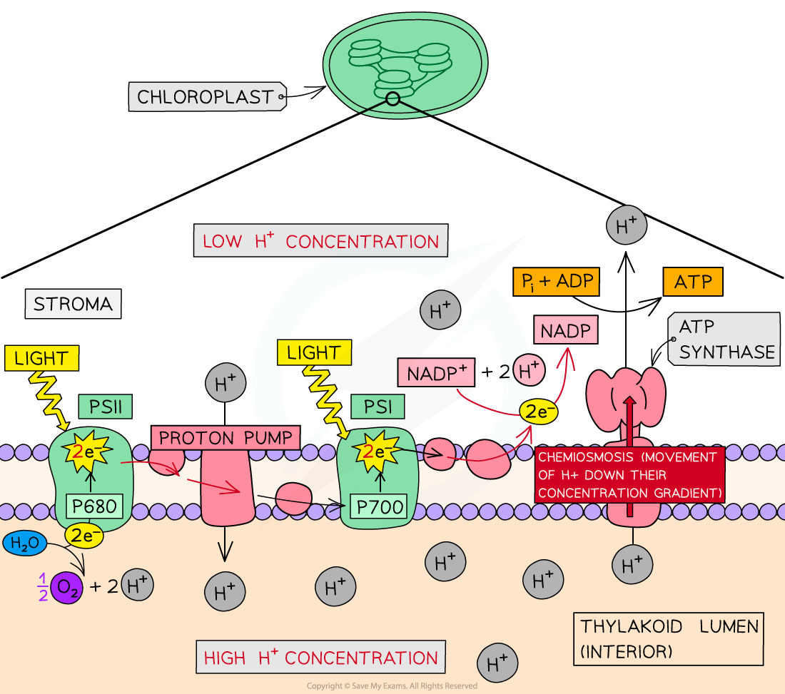Diagram illustrating the chloroplast's role in photosynthesis, showing low and high H+ concentration areas, light reactions, and ATP synthase.