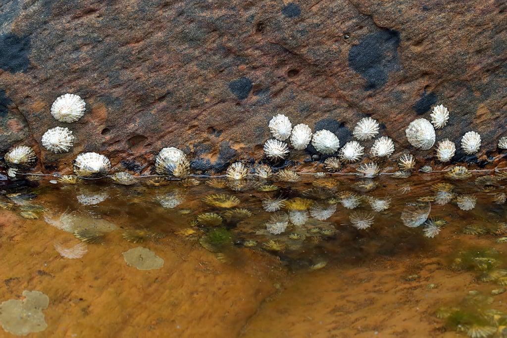 Limpets clinging to a textured, brown rock surface above shallow water, with their reflections visible in the clear, amber-coloured pool below.