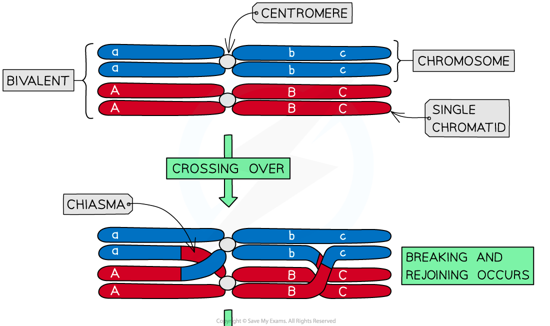Diagram of chromosomes undergoing crossing over, showing bivalent formation and chiasma, indicating where breaking and rejoining occurs.