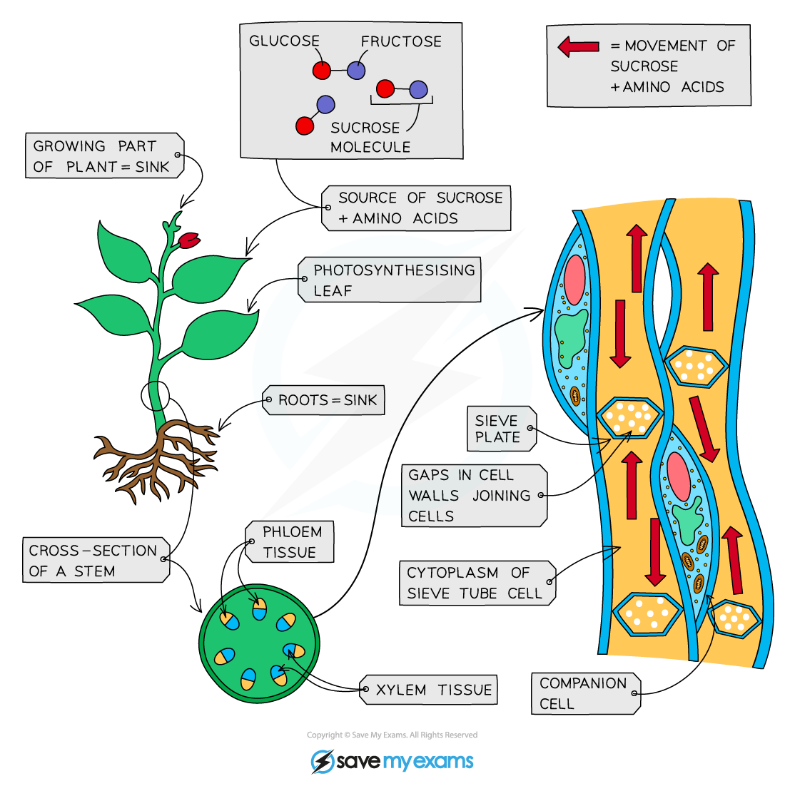 Diagram of plant showing sucrose and amino acid transport. Features a plant, sucrose molecule, phloem, xylem, sieve plates, and companion cells.