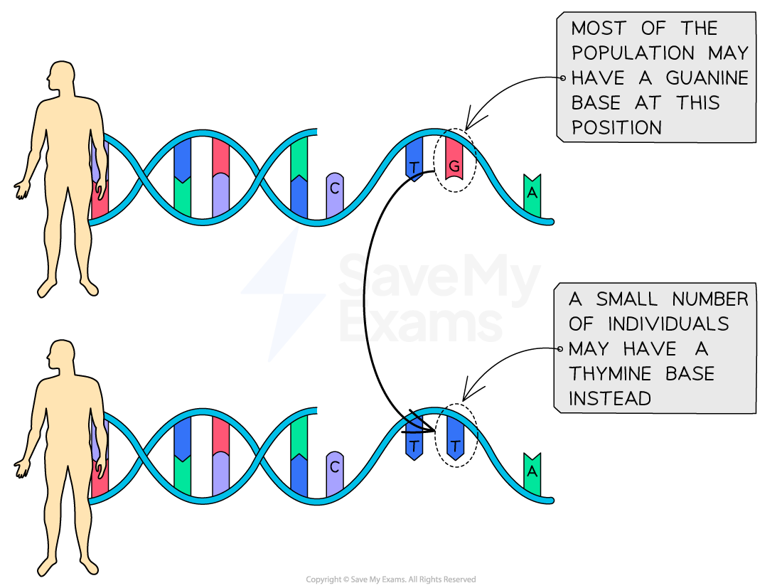 Diagram of a DNA strand showing variation; most have guanine, some have thymine. Two human figures indicate population context.