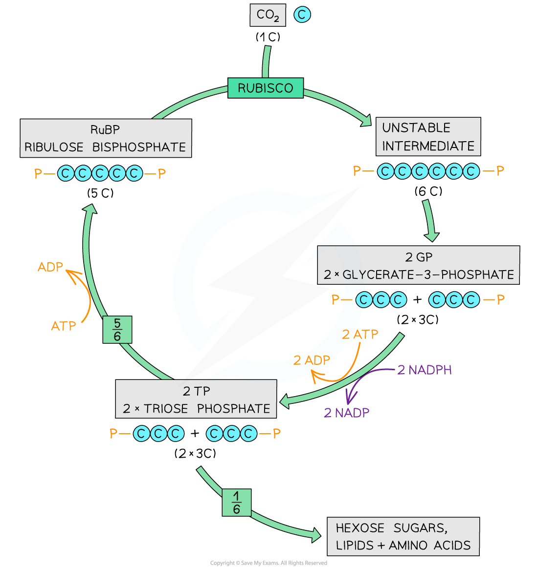 Diagram illustrating the Calvin cycle with key molecules: CO2, RuBP, GP, TP. It shows ATP, NADPH usage, and sugar production. Arrows indicate process flow.