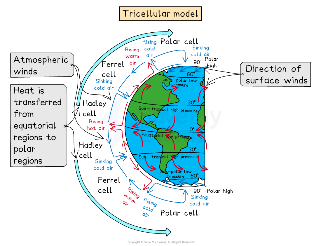 Diagram illustrating global atmospheric circulation with Hadley, Ferrel, and Polar cells. It shows wind directions like westerlies, trade winds, and easterlies, and regions of precipitation.