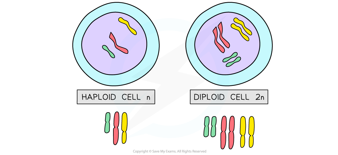 Diagram comparing haploid cell with three chromosomes to diploid cell with six chromosomes, both showing coloured chromosome pairs.