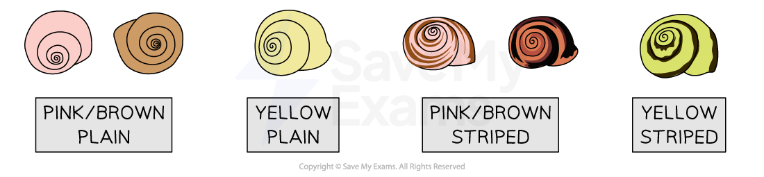 Five snail shells, labelled: "Pink/Brown Plain," "Yellow Plain," "Pink/Brown Striped," "Yellow Striped," with varying spiral patterns.