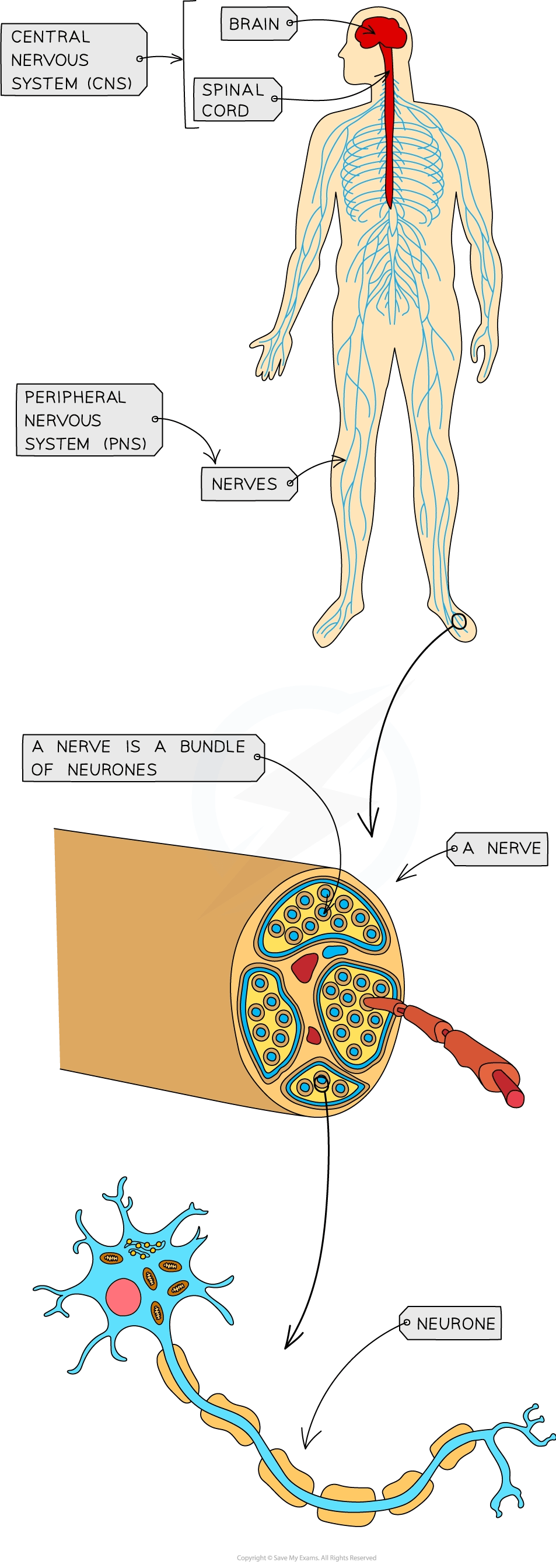 Diagram of the nervous system showing the CNS and PNS. A nerve, composed of neurones, is detailed with labelled cross-section and neurone illustration.