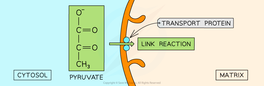 Diagram showing pyruvate moving from cytosol to matrix via a transport protein, illustrating the link reaction in cellular respiration.