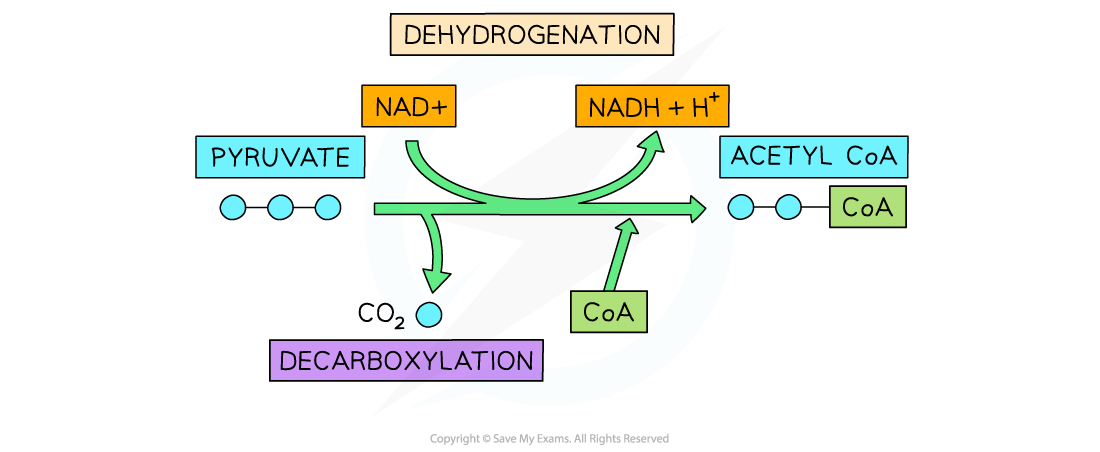 Diagram showing pyruvate converting to acetyl CoA via dehydrogenation and decarboxylation, with NAD+ to NADH and CO2 release.