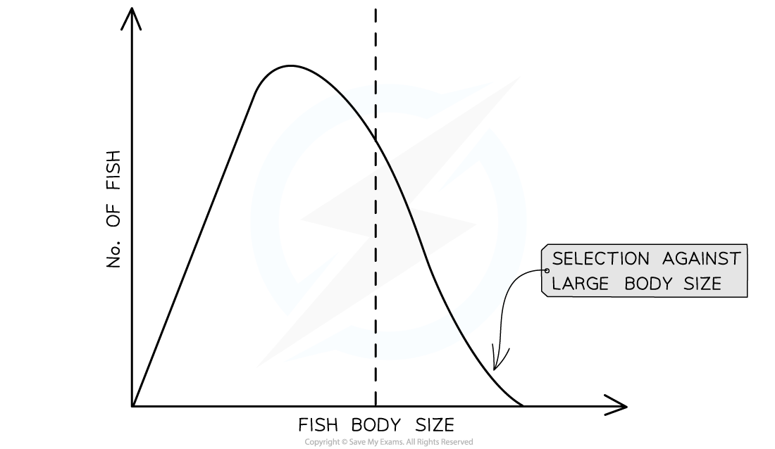Graph showing a bell curve for numbers of fish based on body size, with a note indicating selection against large body size beyond a vertical line.